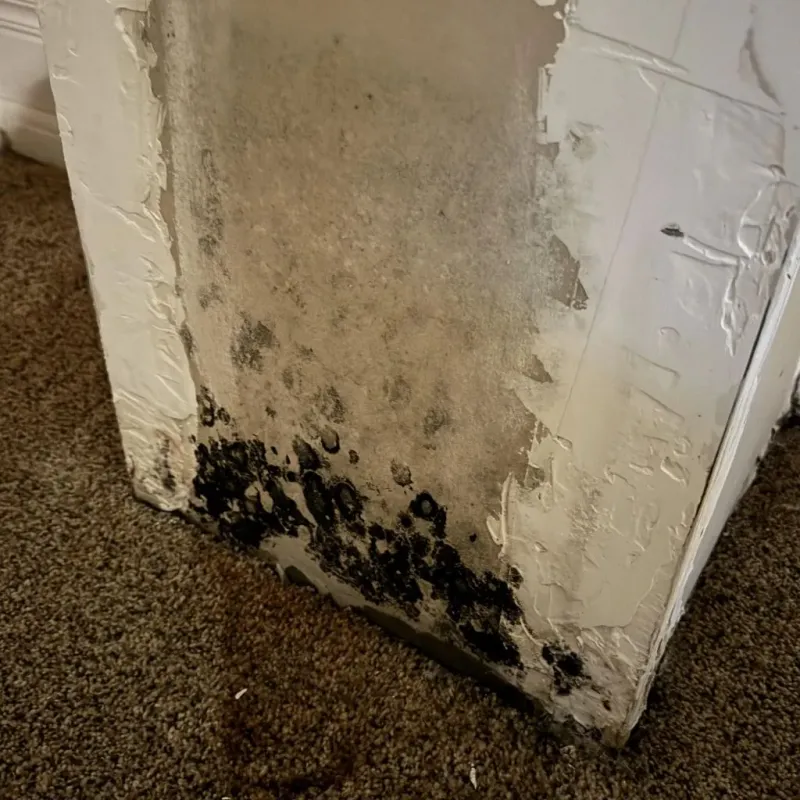 Professional Mold Removal in Shenandoah Farms, VA